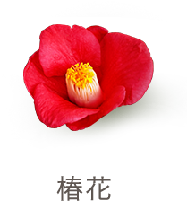 椿花