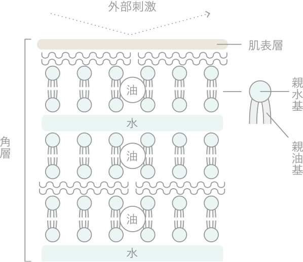 角層の構造